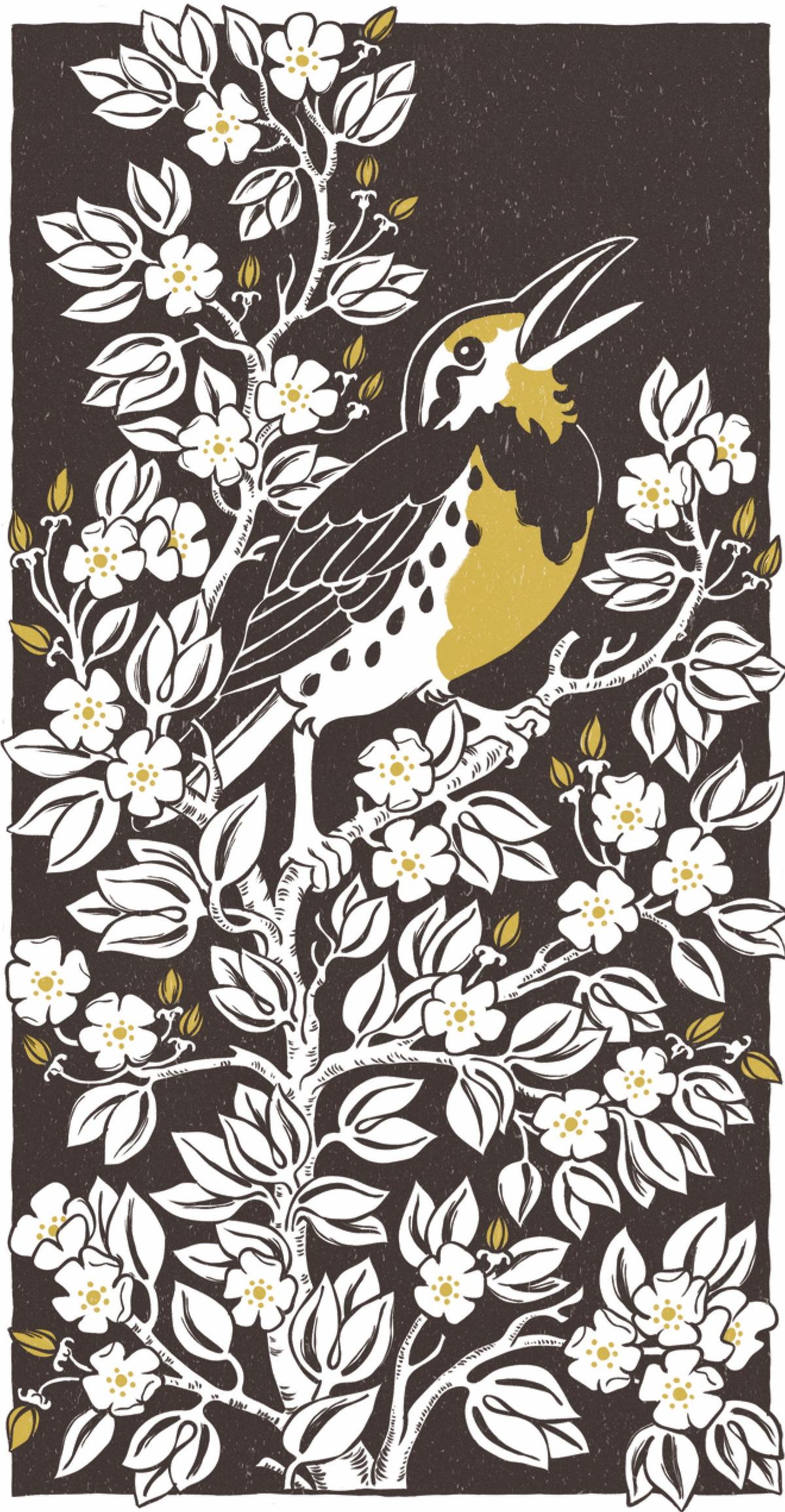 The meadowlark is a common songbird across the Great Plains. (Courtesy of WHO?)