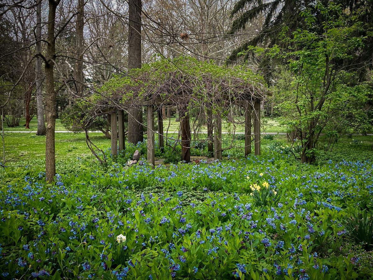 Spiegel Grove, also called the “grove of good spirits,” is maintained but also presents a lush and somewhat wild ambiance. Both Hayes and his wife, Lucy, enjoyed the outdoors. Referred to as Boffin’s Bower, this arbor is surrounded by a thick stand of mid-to-late spring blooming Virginia bluebells with a sprinkling of daffodils. (Hayes Presidential Library & Museums)