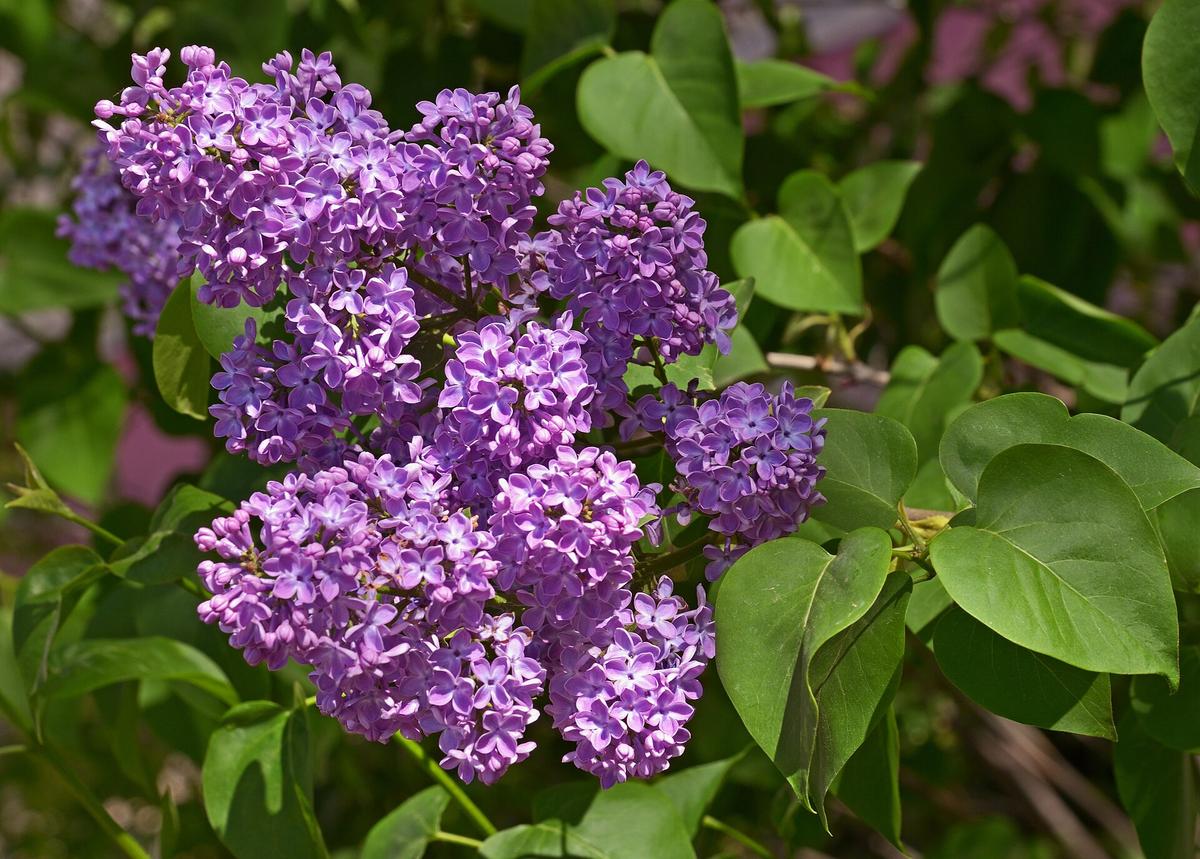 Spring flowers can have a potent effect on warming hearts. (<a href="https://commons.wikimedia.org/wiki/User:%D0%92%D0%B2%D0%BB%D0%B0%D1%81%D0%B5%D0%BD%D0%BA%D0%BE/Volodymyr_Vlasenko">Volodymyr Vlasenko</a>/<a href="https://creativecommons.org/licenses/by-sa/4.0/deed.en">CC BY-SA 4.0</a>)