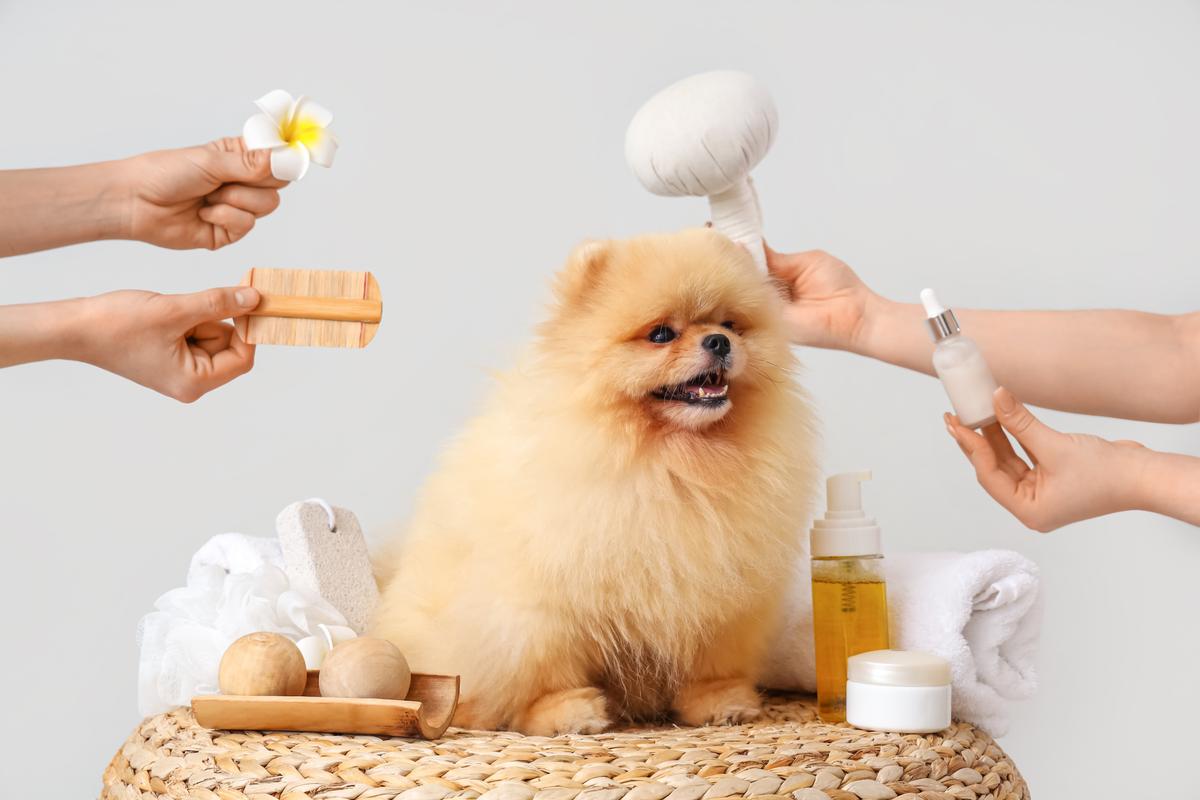 Easy Ways to Cut the High Cost of Pet Care