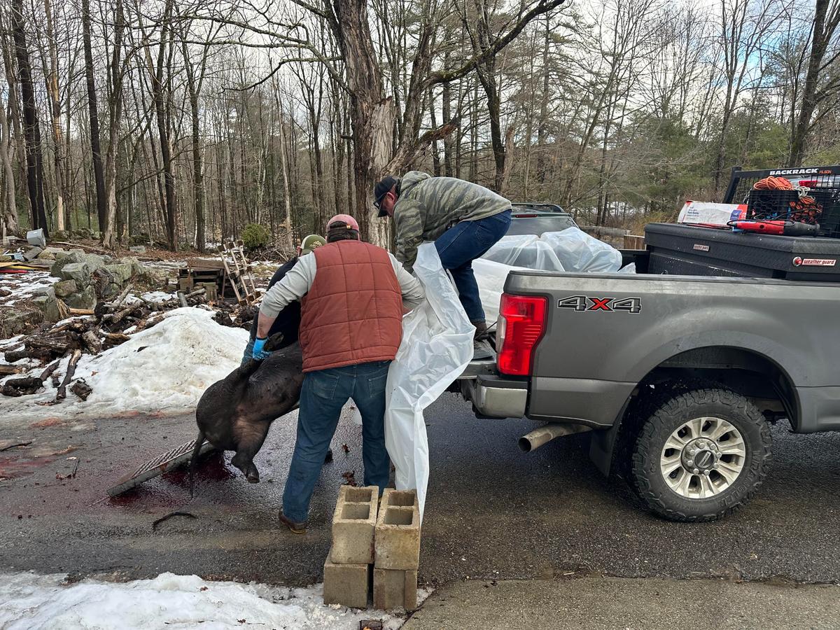 Ryan Cashman helps load a harvested hog into his butcher's truck. Homegrown meat reflects the land, giving it a unique flavor profile that can't be replicated anywhere else. (Briana Cashman)