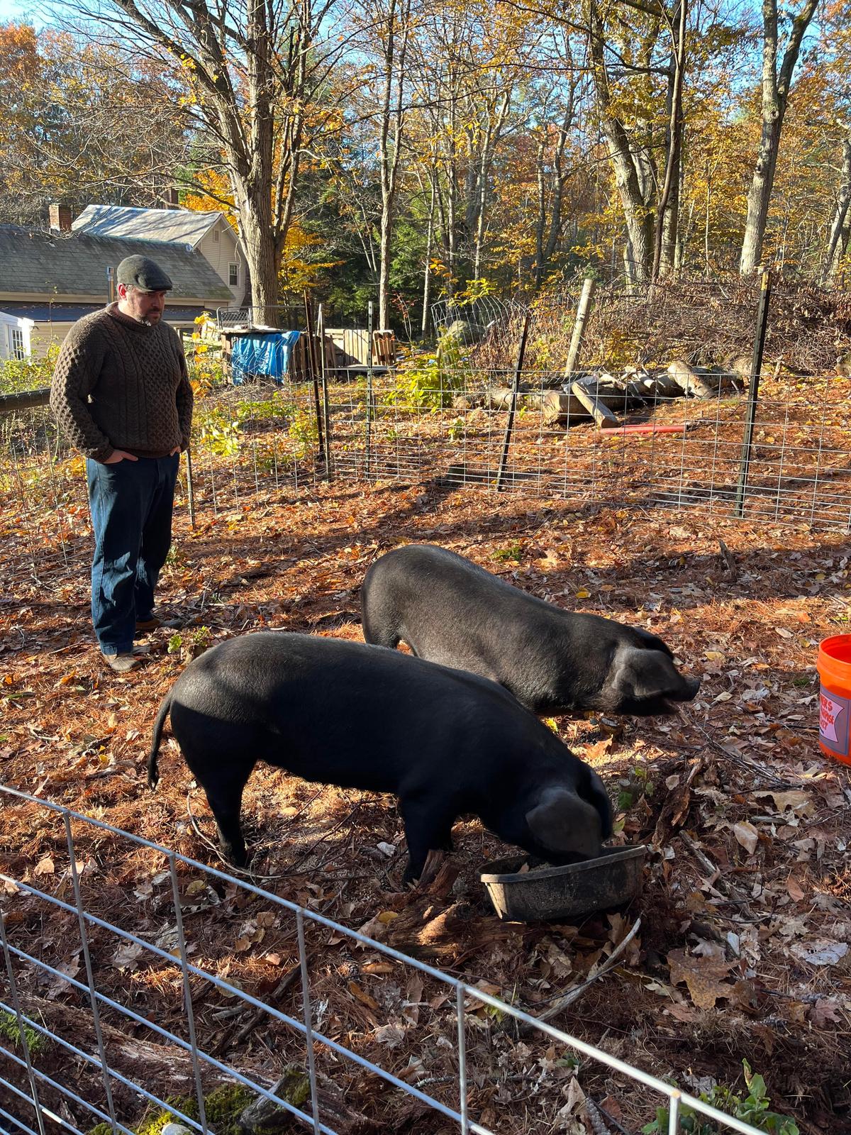 The author, Ryan Cashman, with his pigs, Bacon and Christmas Ham, on Owl Hill. (Briana Cashman)