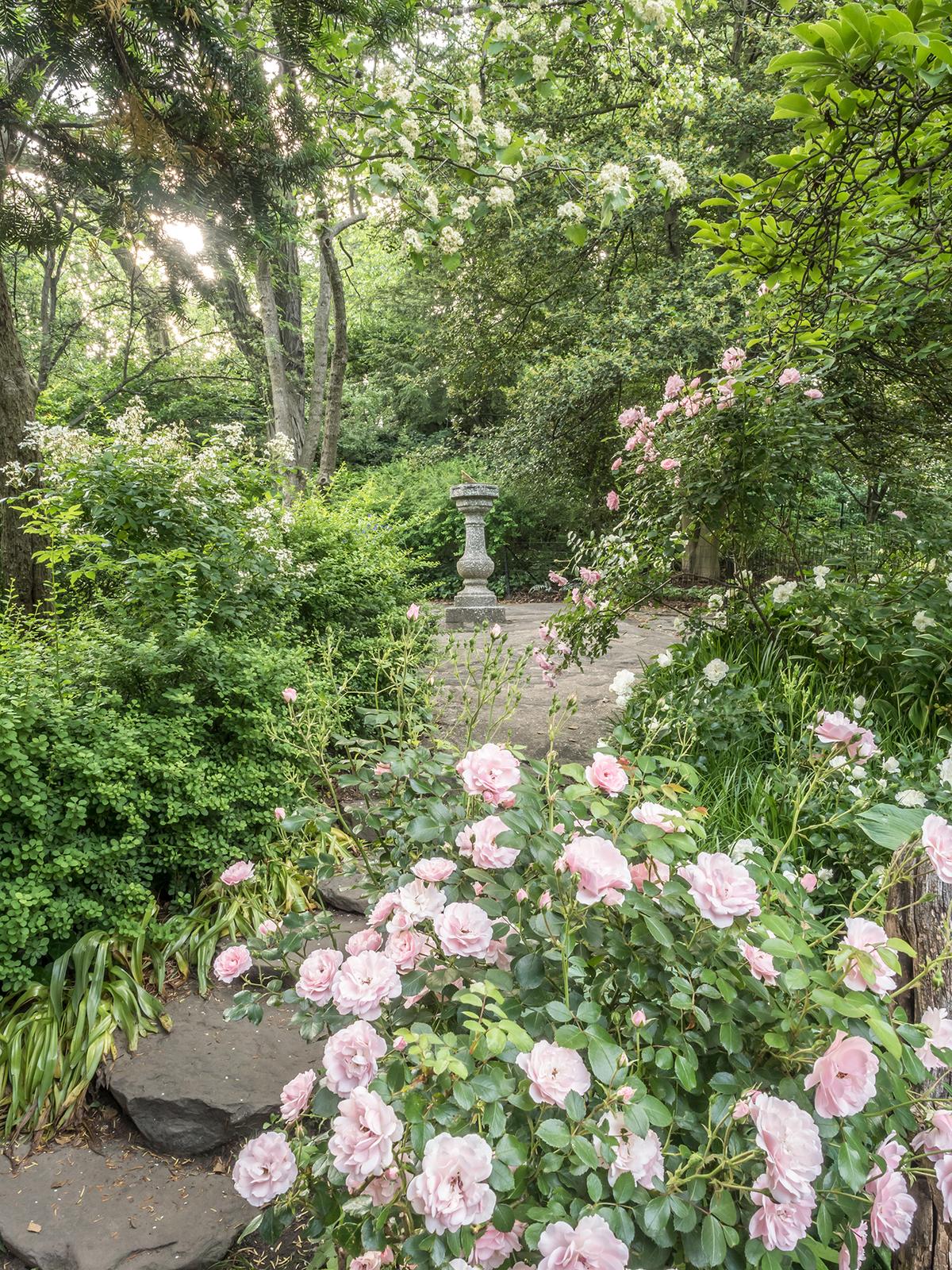<span style="font-weight: 400;">Plants mentioned in plays can be found in Central Park’s Shakespeare Garden in New York City. They include rosemary, pansies, and a white mulberry tree said to have grown from a graft of a tree planted by the Bard himself.</span> (johnandersonphoto/Getty Images)
