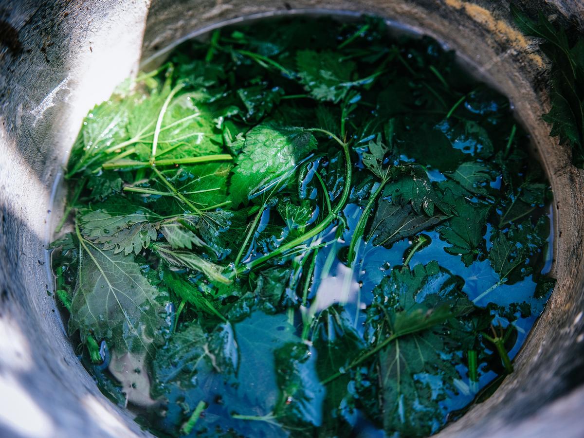 Once cooked or dried, nettles lose their sting and can be used much like spinach in soups, teas, and traditional dishes. (Guido Mieth/Getty Images)