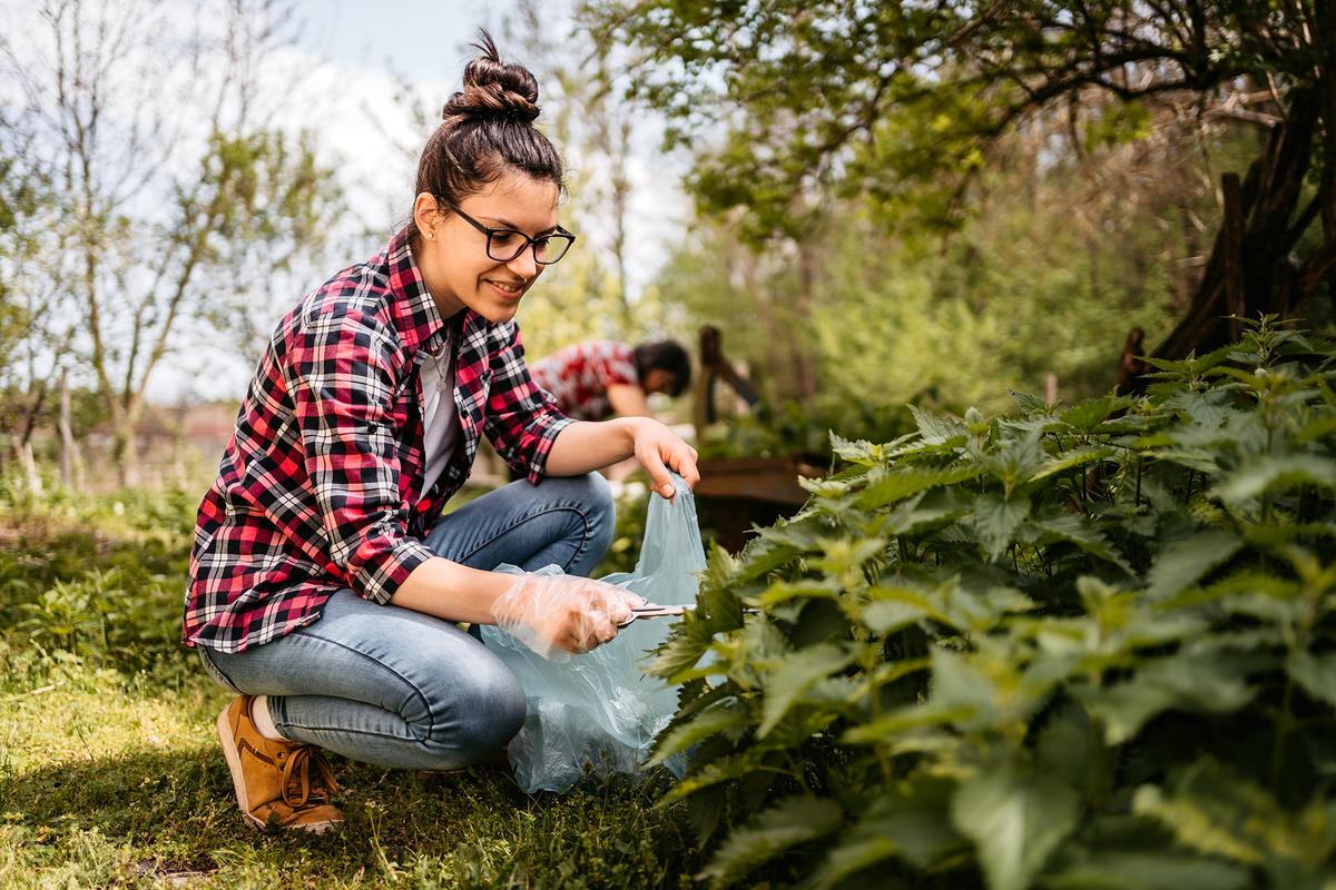 Stinging Nettles: The Spring Weed Worth Eating