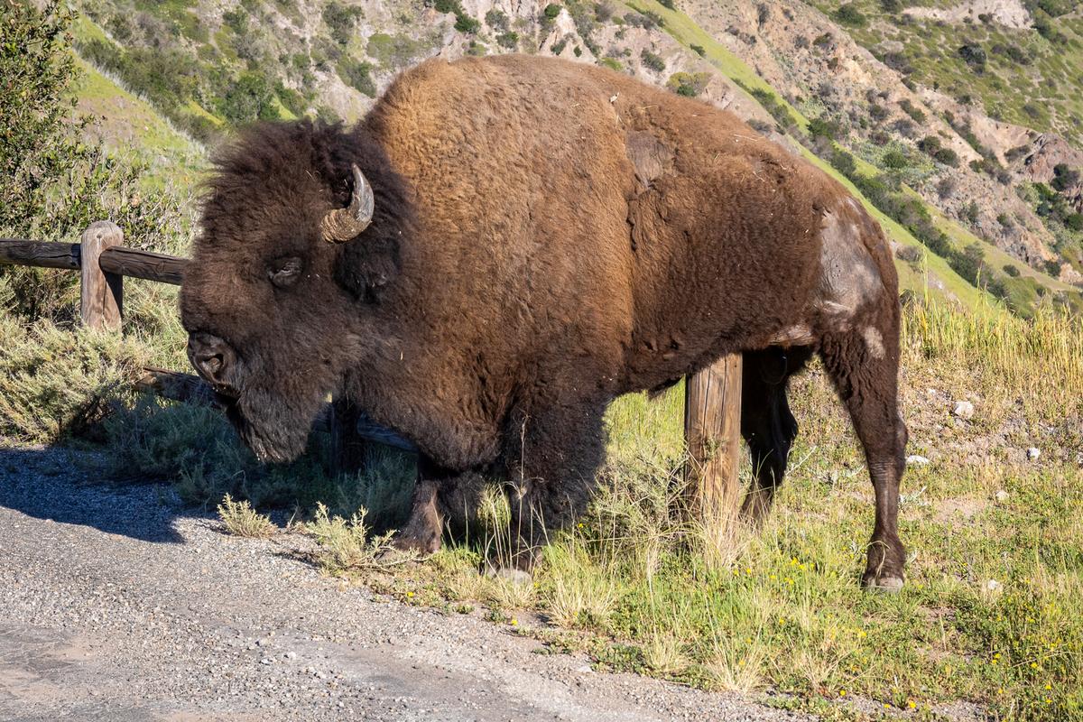 Conservationists Tried Birth Control on a California Island’s Bison. It Went Wrong.