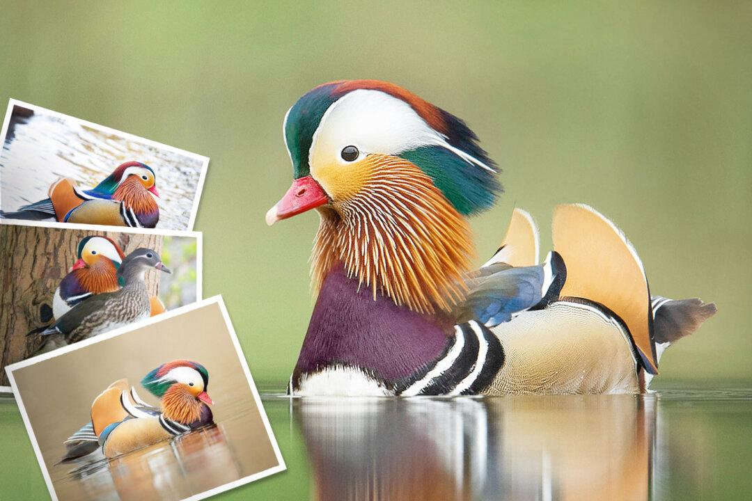 ‘World’s Most Beautiful Duck’ Sighted in Park in the Netherlands—And This Photographer Got Snapshots