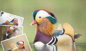 ‘World’s Most Beautiful Duck’ Sighted in Park in the Netherlands—And This Photographer Got Snapshots