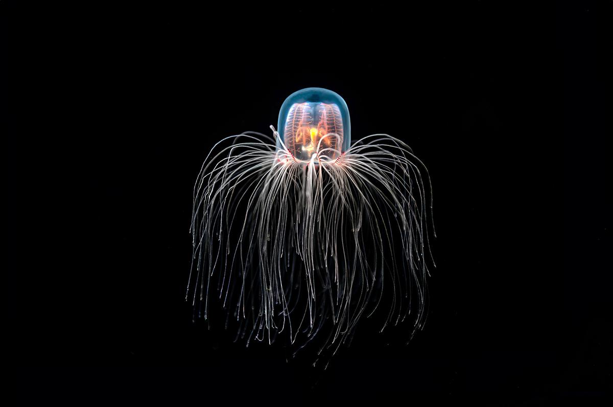 When facing unfavorable conditions or stress, adult Turritopsis dohrnii can revert its adult cells back into youth cells. This process, called transdifferentiation, allows the jellyfish to restart its life cycle. (Yiming Chen/Getty Images)
