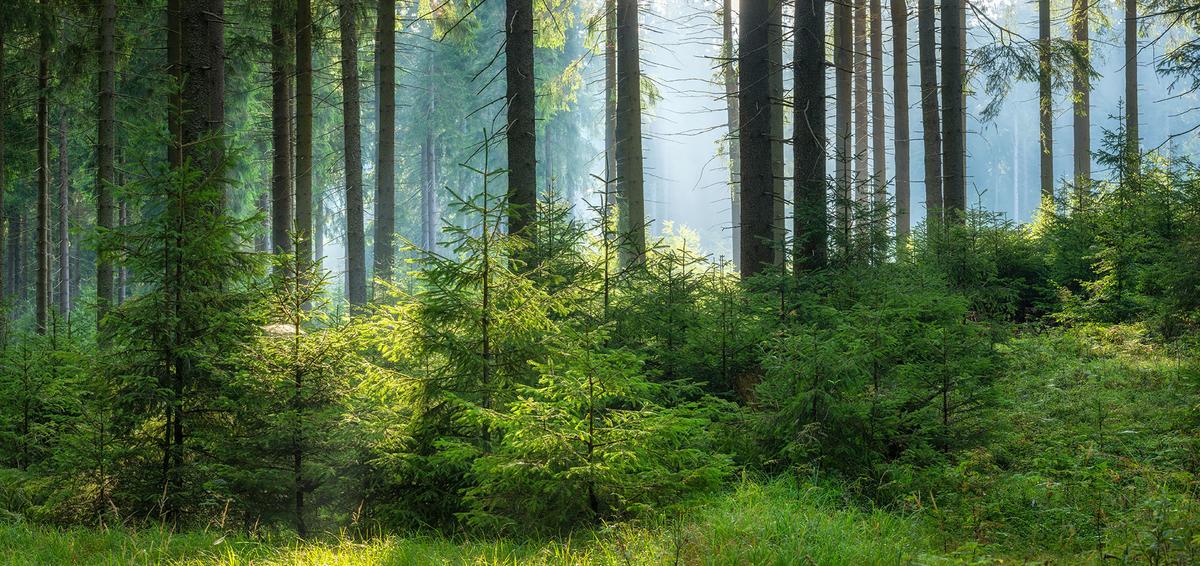 Underground fungal networks connect trees, allowing them to exchange nutrients and chemical signals. (dugdax/Shutterstock)