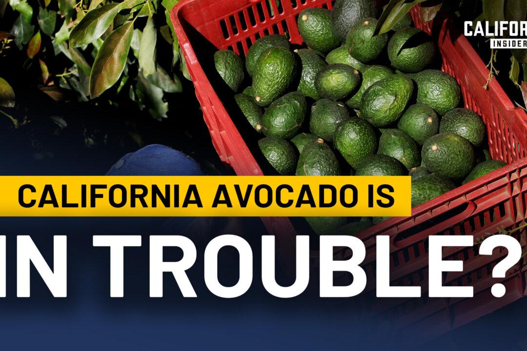 Why California Is Losing Its Avocado Industry