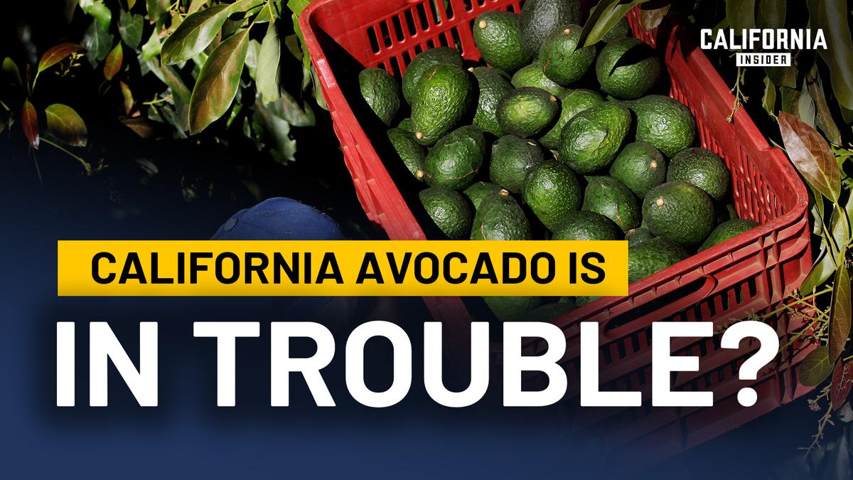 Why California’s Avocado Industry Is Disappearing | Gary Gragg | Katarina Szulc