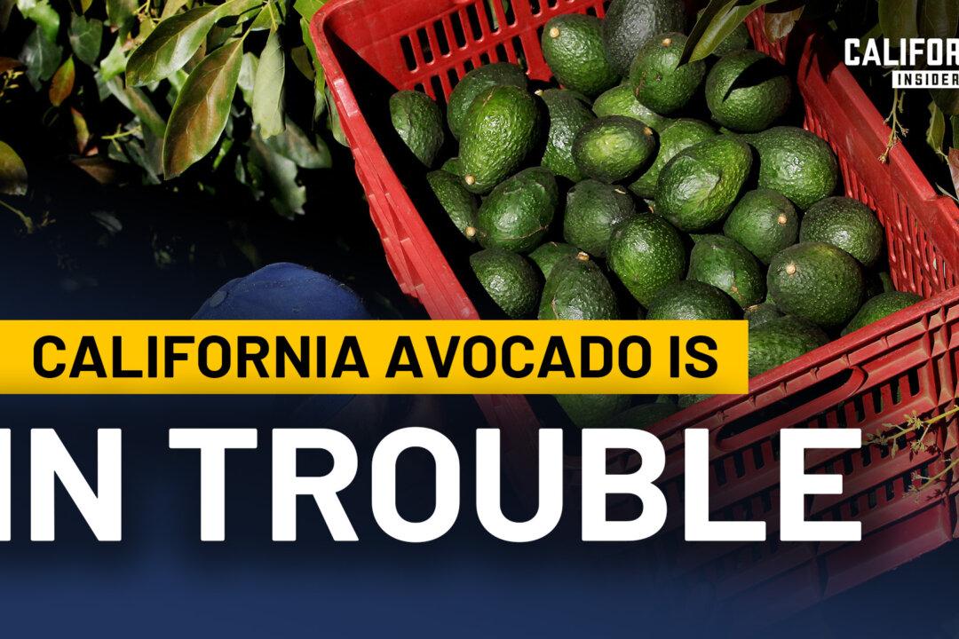 Why California Is Losing Its Avocado Industry