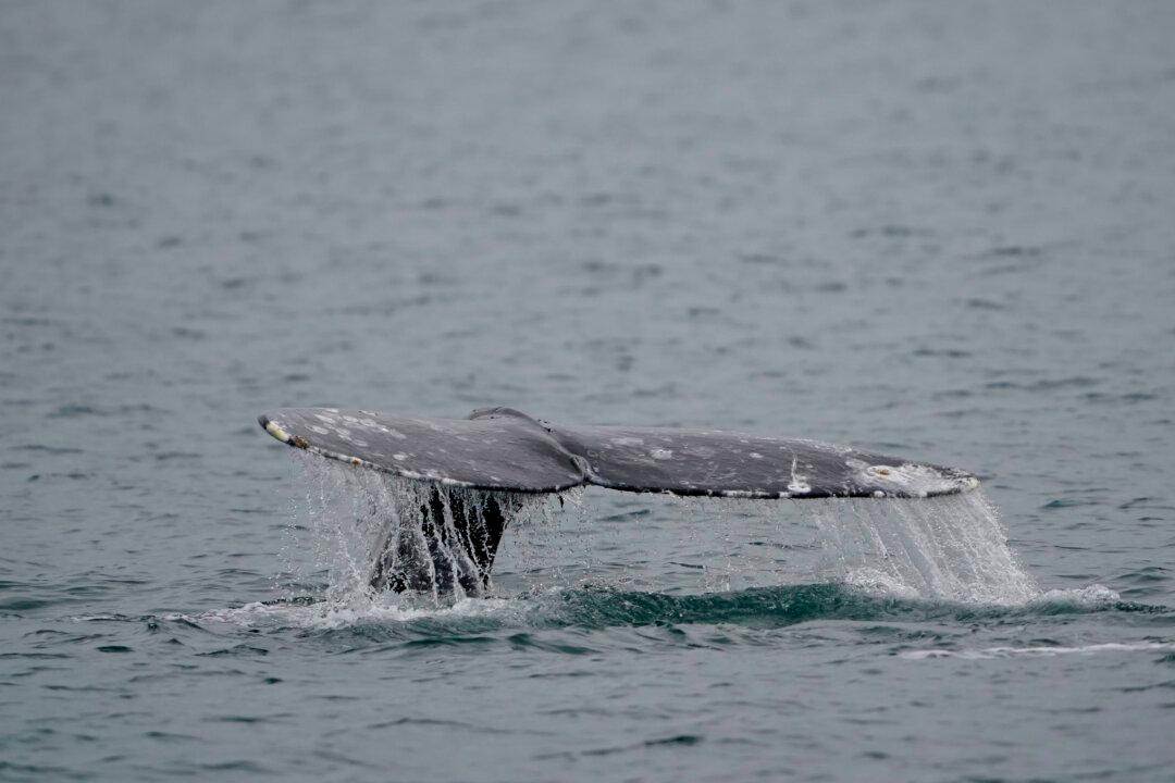 Sea-Doo Rider Hurt After Slamming Into Whale Off Vancouver, Animal’s Fate Unclear