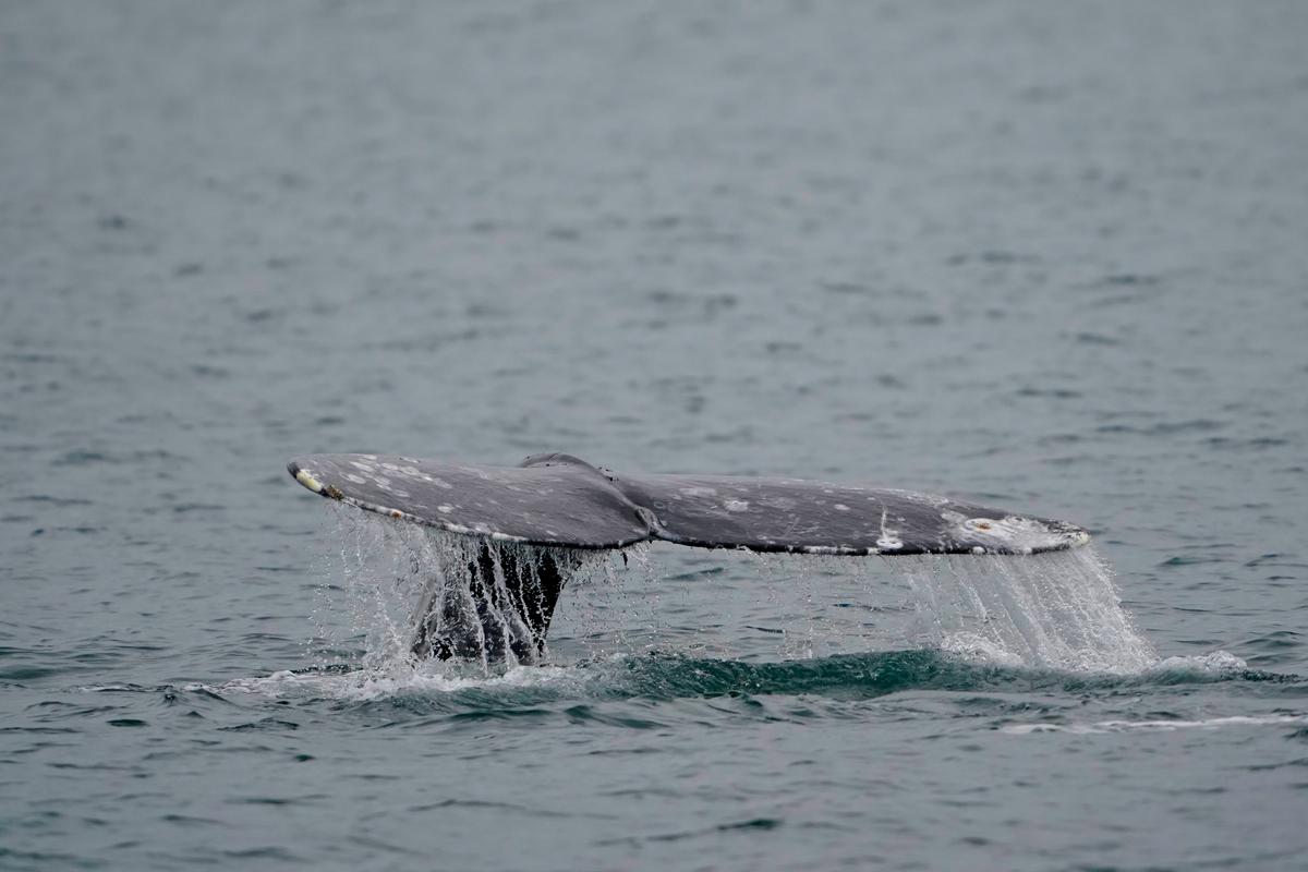 Sea-Doo Rider Hurt After Slamming Into Whale Off Vancouver, Animal’s Fate Unclear