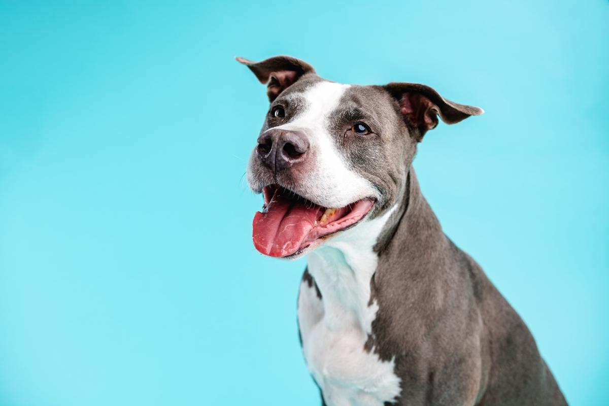 Unsteady Heartbeat May Be Normal In Dog