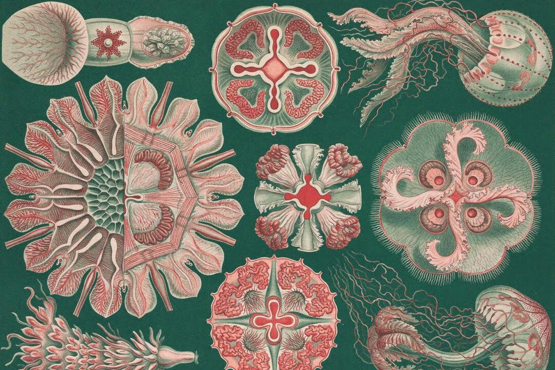 The Uncanny Natural World of Illustrator Ernst Haeckel