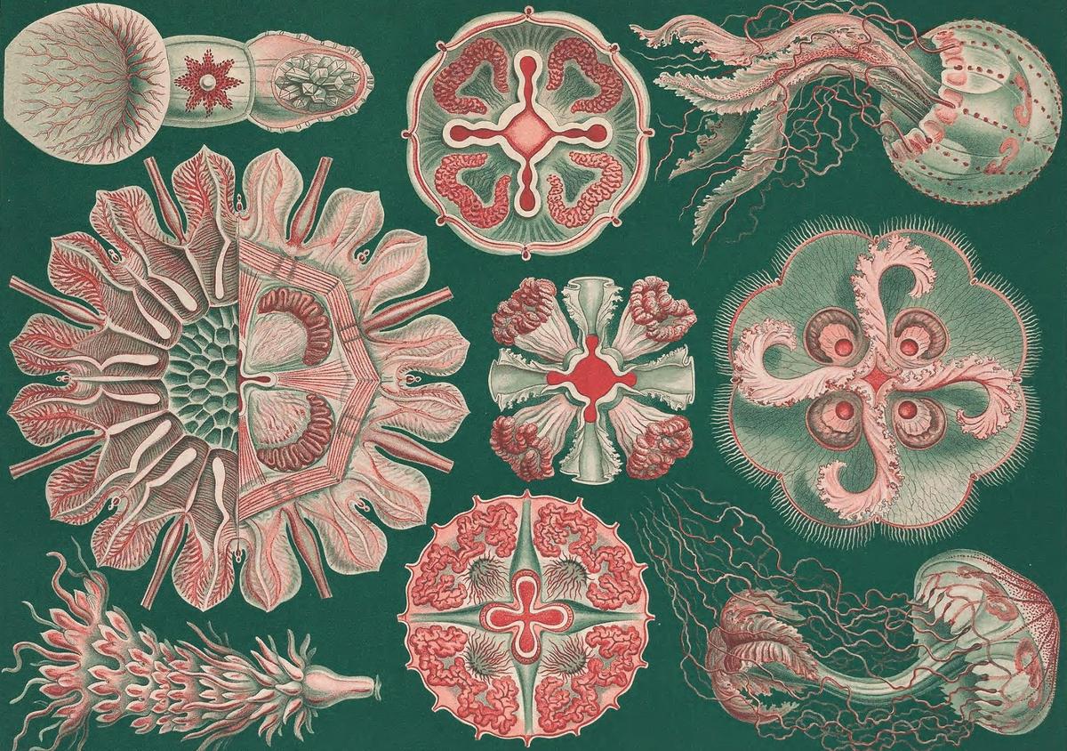 The Uncanny Natural World of Illustrator Ernst Haeckel