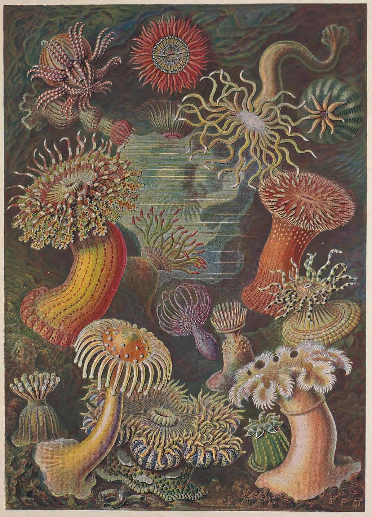 Illustration of "Actiniae" (Plate 49) from "Kunstformen der Natur," 1904, by Ernst Haeckel. Haeckel expressed his affinity for the sea in this buoyant portrayal of the sea anemone, where vibrant color and fluid form convey a sense of scientific wonder. Biodiversity Heritage Library. (Public Domain)