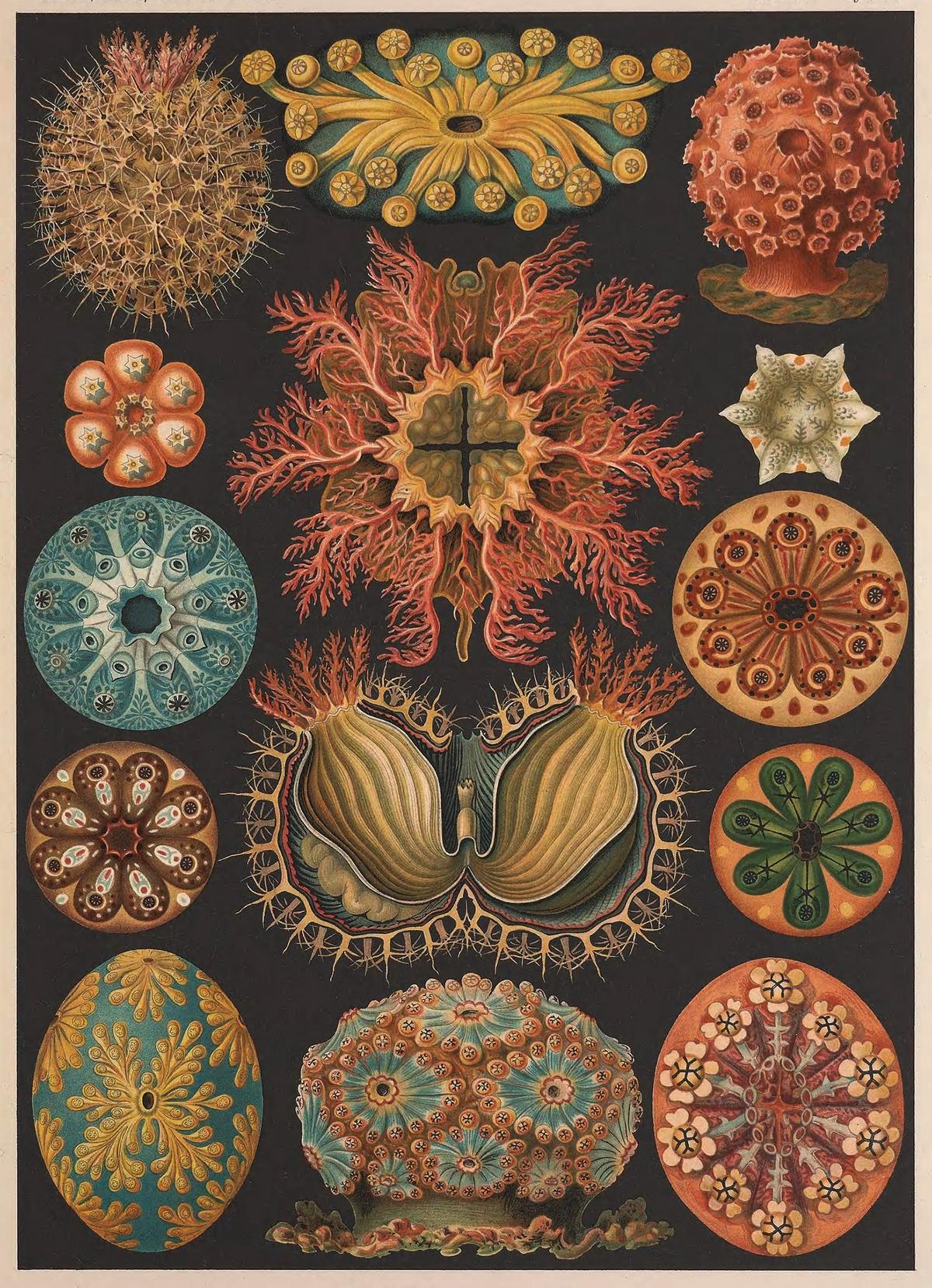 Illustration of "Ascidiae" (Plate 85) from "Kunstformen der Natur," 1904, by Ernst Haeckel. Haeckel transforms humble marine filter feeders into vivid forms, using reds, golds, and greens set against a dark, dramatic field. Biodiversity Heritage Library. (Public Domain)