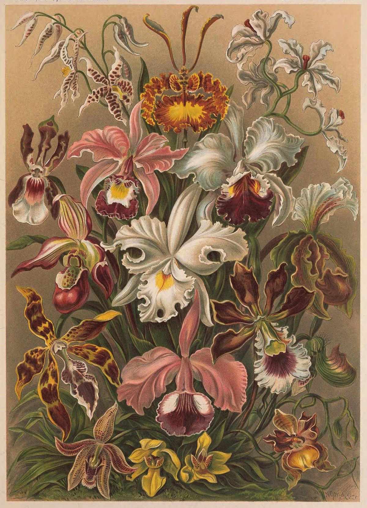 Illustration of "Orchidae" (Plate 74) from "Kunstformen der Natur," 1904, by Ernst Haeckel. "Orchidae" transforms botanical study into a celebration of nature’s geometry, and remains widely reproduced today as a print and a staple in botanical art collections. Biodiversity Heritage Library. (Public Domain)