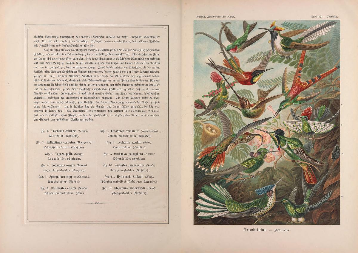Illustrated plate of hummingbirds from "Kunstformen der Natur," 1904, by Ernst Haeckel." Internet Archive. (Public Domain)
