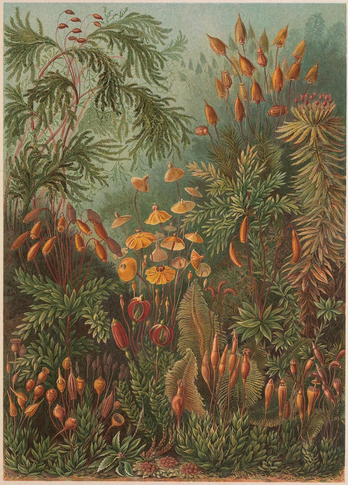 Illustration of "Muscinae" (Plate 72) from "Kunstformen der Natur," 1904, by Ernst Haeckel. "Muscinae," an obsolete term once used to describe mosses, presents a captivating range of forms, from fern-like fronds to floral rosettes and delicate, grass-like strands. Biodiversity Heritage Library. (Public Domain)