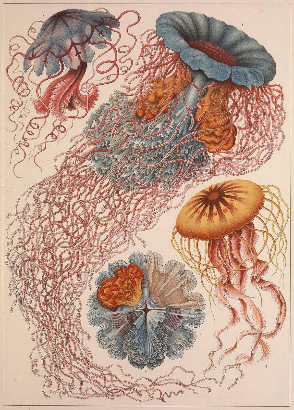 Illustration of Desmonema annasethe (Plate 8) from "Kunstformen der Natur," 1904, by Ernst Haeckel. Deeply personal as well as scientific, Haeckel’s study of Discomedusae, or jellyfish, included naming two species in honor of his first wife after her passing. Biodiversity Heritage Library. (Public Domain)