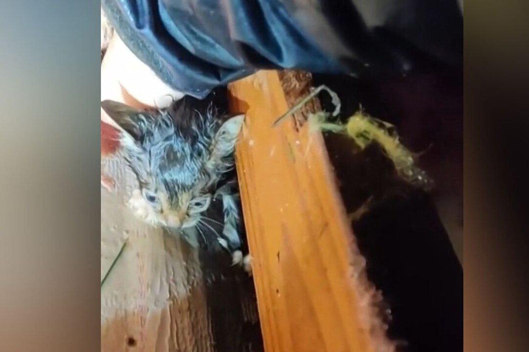 A Faint Meow in the Rubble of a Mississippi Tornado Leads to a Stunning Rescue