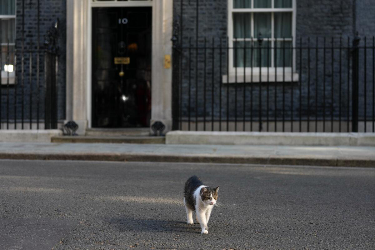 Larry the cat, chief mouser to the Cabinet Office, leaves 10 Downing Street during a cabinet meeting in London on May 12, 2026 (Kirsty Wigglesworth/AP Photo)