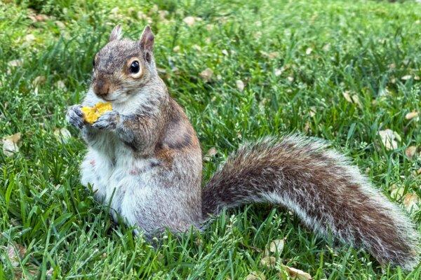 Wild Squirrels Roam Boston Common