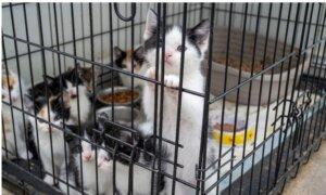 57 Kittens, 8 Cats Saved; Man Arrested in Suspected Animal Cruelty Investigation: Police