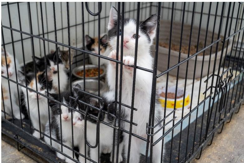 57 Kittens, 8 Cats Saved; Man Arrested in Suspected Animal Cruelty Investigation: Police