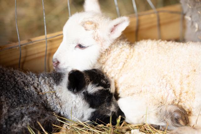 Notes From Owl Hill: A Watched Sheep Never Pops