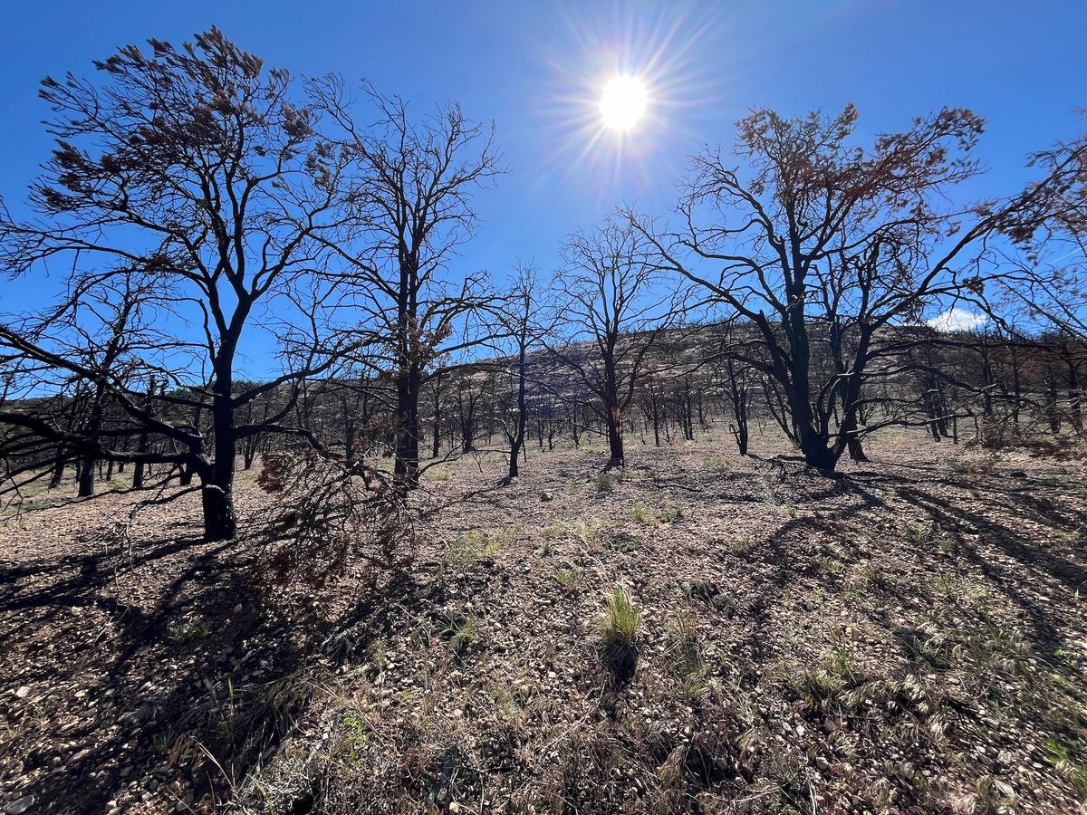 A grove of blackened trees from the Dragon Bravo fire near the Grand Canyon North Rim, Ariz., on May 19, 2026. (Allan Stein/The Epoch Times)