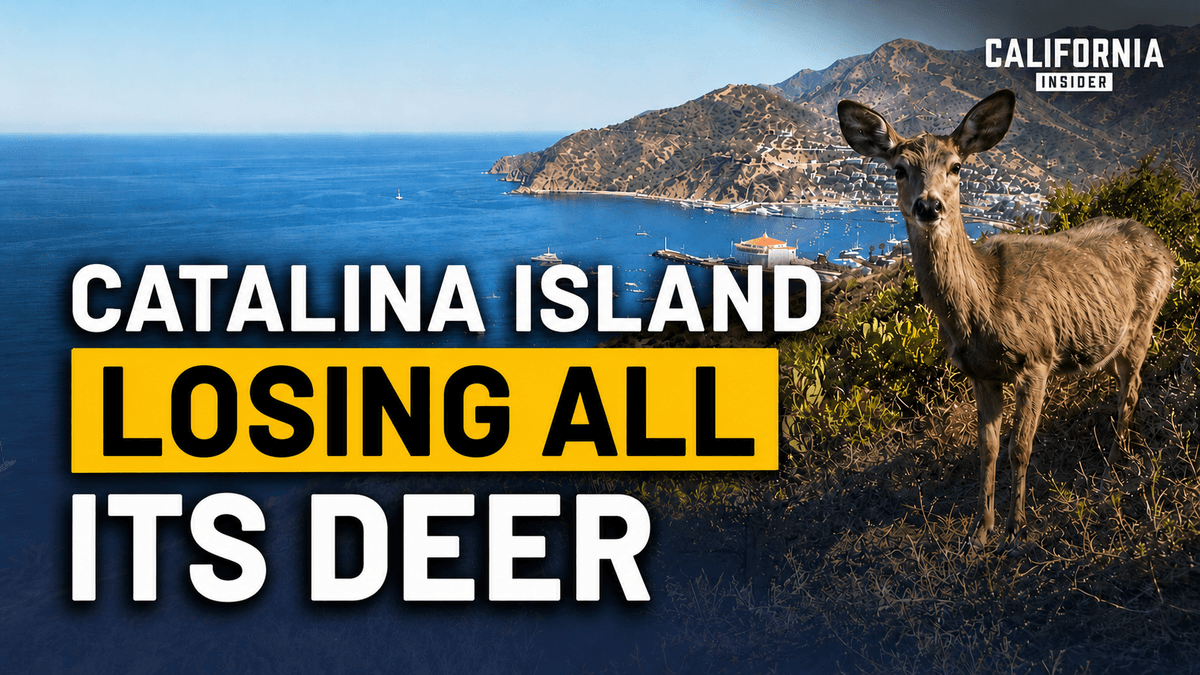 A California Conservancy Wants Catalina Island’s Deer Gone; Residents Say Nobody Asked Them thumbnail