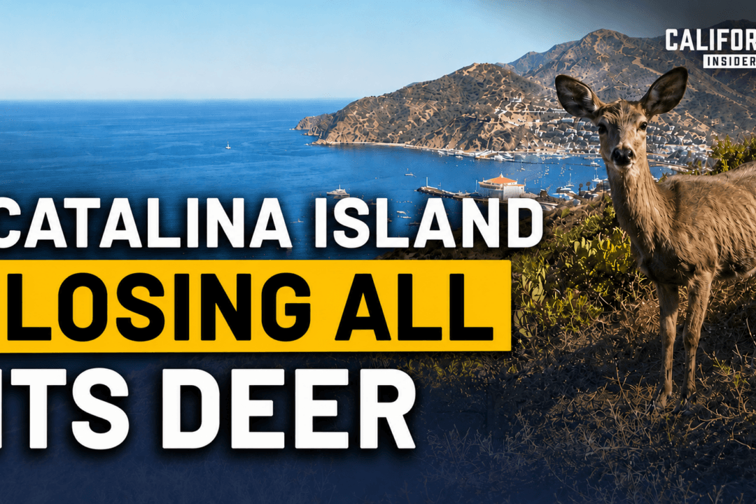 Plan to Eliminate All of Catalina Island’s Deer Is Sparking Controversy | Ben Myhre