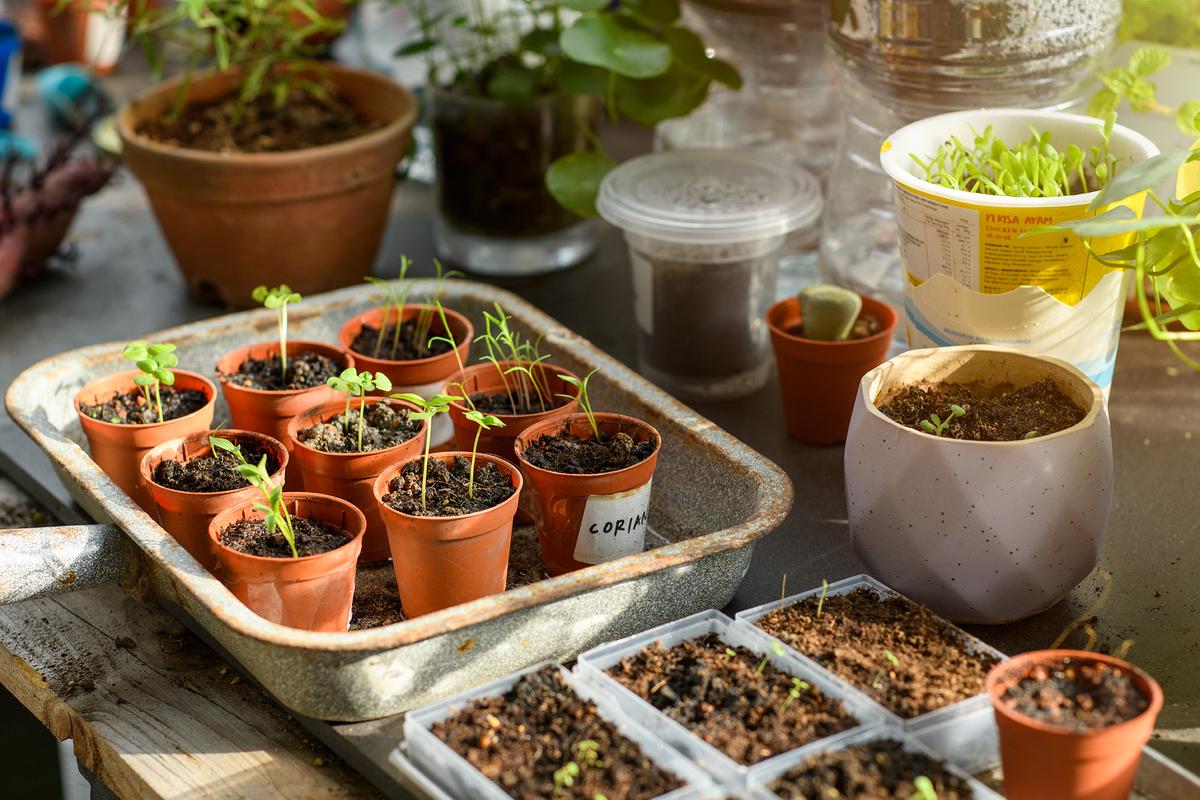 Successful gardeners plant around the local climate calendar rather than trying to rush nature. (Jordan Lye/Getty Images)