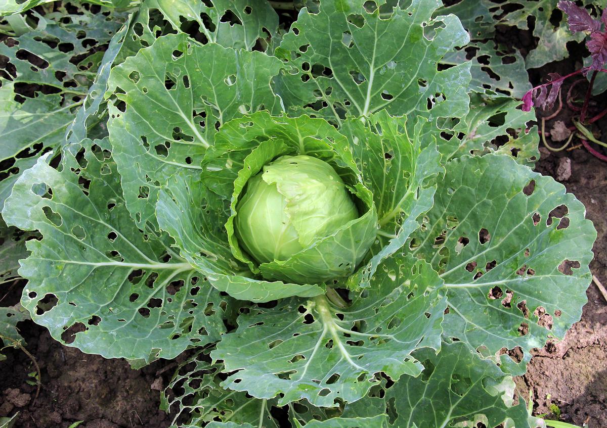 Small pests such as aphids and slugs can reproduce rapidly in warm, damp weather, damaging crops before gardeners notice them. (Orest lyzhechka/Shutterstock)