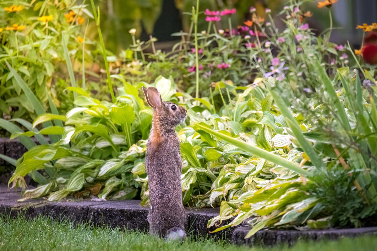 Gardeners can use physical barriers such as fencing or netting to reduce wildlife damage. (Tammi Mild/Getty Images)