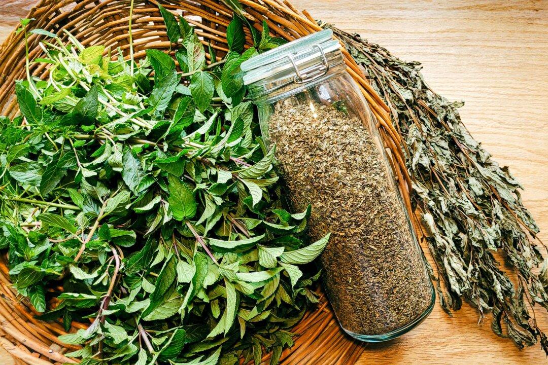 Peppermint–the Garden Herb for Mental Clarity