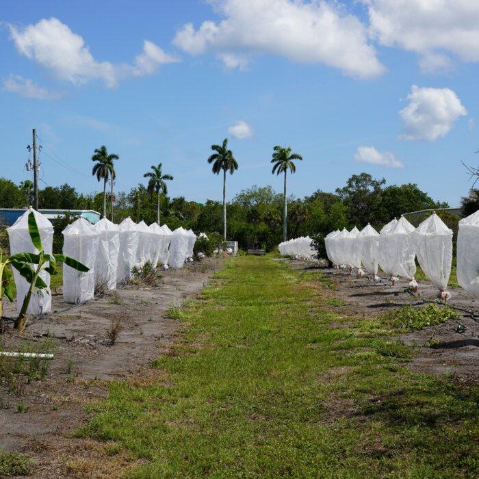 How a Tiny Insect Decimated Florida’s Citrus, and What Orchardists Are Doing About It