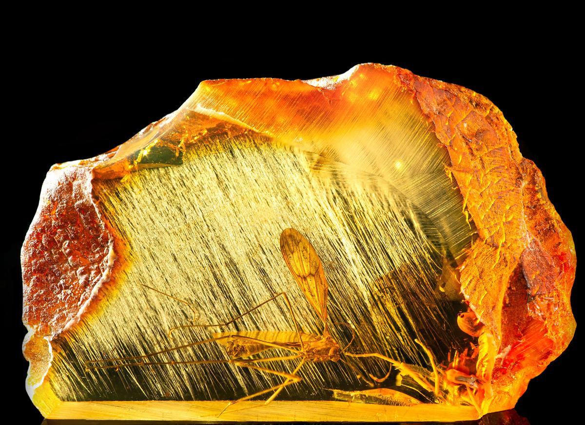 A fossilized dragonfly encased in Baltic amber. (RomanVX/Shuterstock)