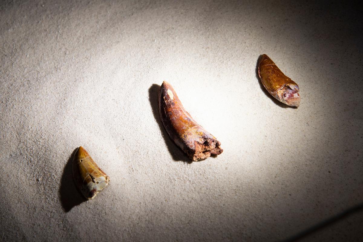 Fossilized dinosaur teeth are relatively common, since many species regularly shed and regrew teeth throughout their lives. (Adwo/Shutterstock)