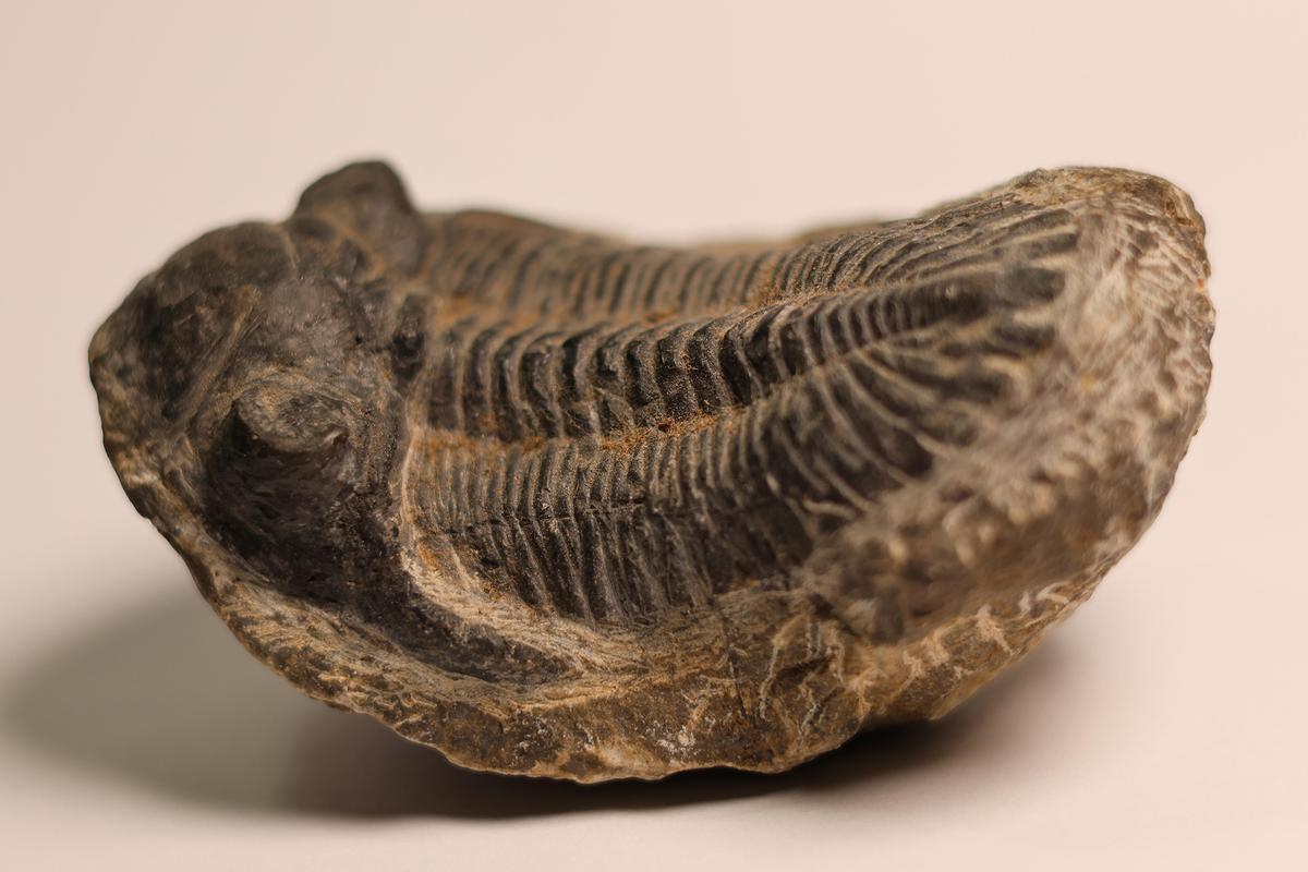 A well-preserved ancient trilobite fossil shows the intricate details of the anthropod's external skeleton. (TMNK Gardens/Shutterstock)