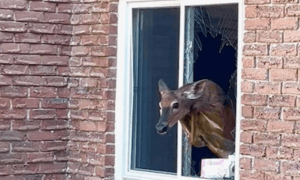 Rude Awakening: Deer Breaks Into Ontario Bedroom Through Window