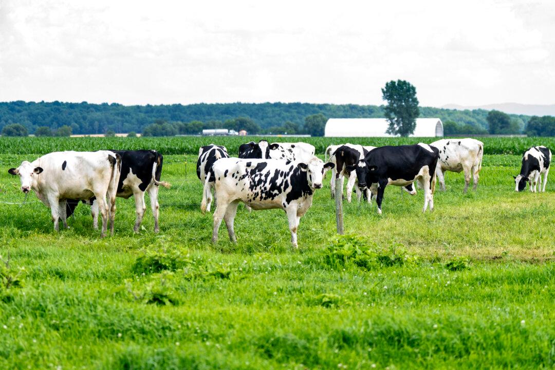 Canada’s Milk Contradiction