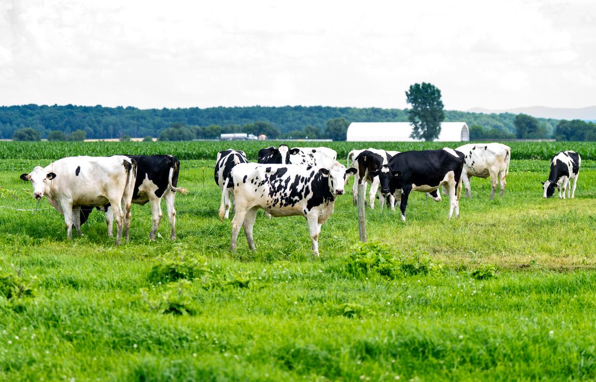 Canada’s Milk Contradiction