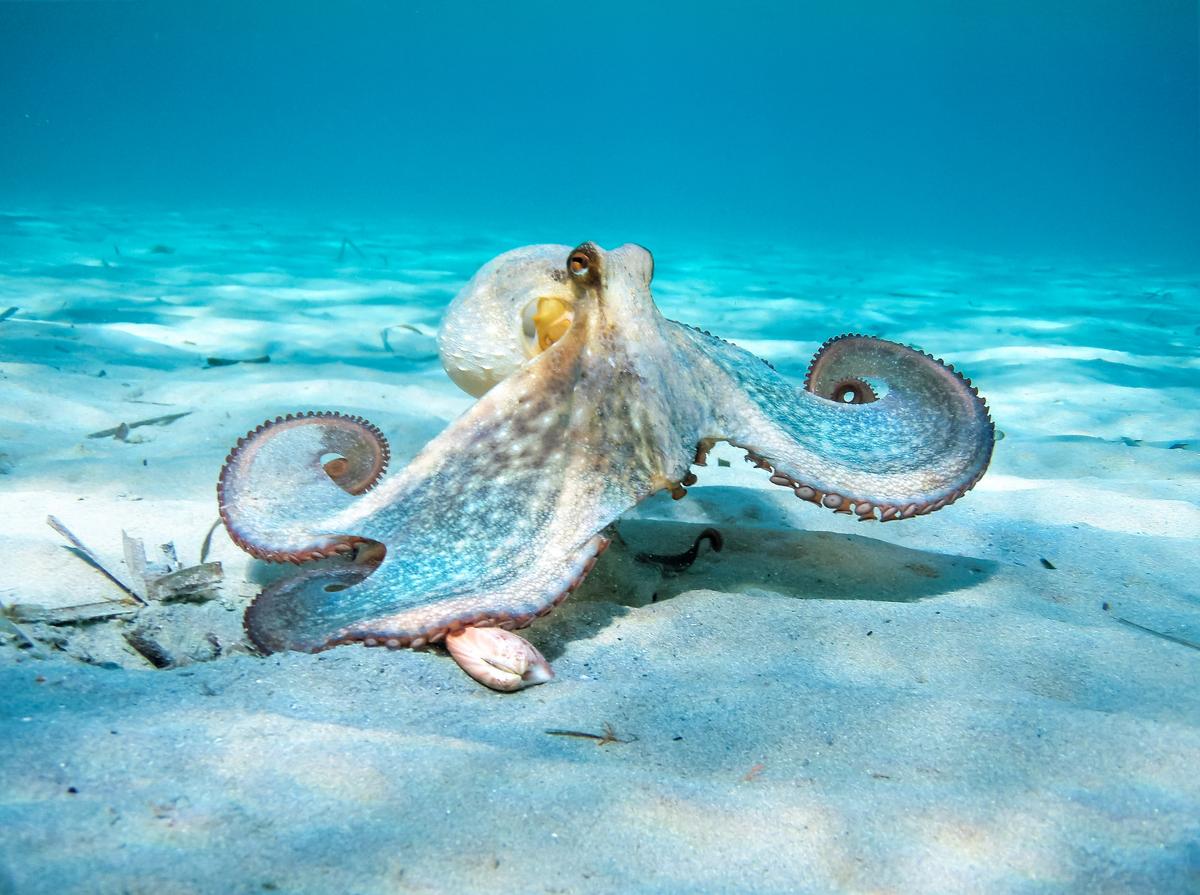 Octopuses can change the color and texture of their skin to blend into their environment. (Nikos Stavrinidis/500px/Getty Images)