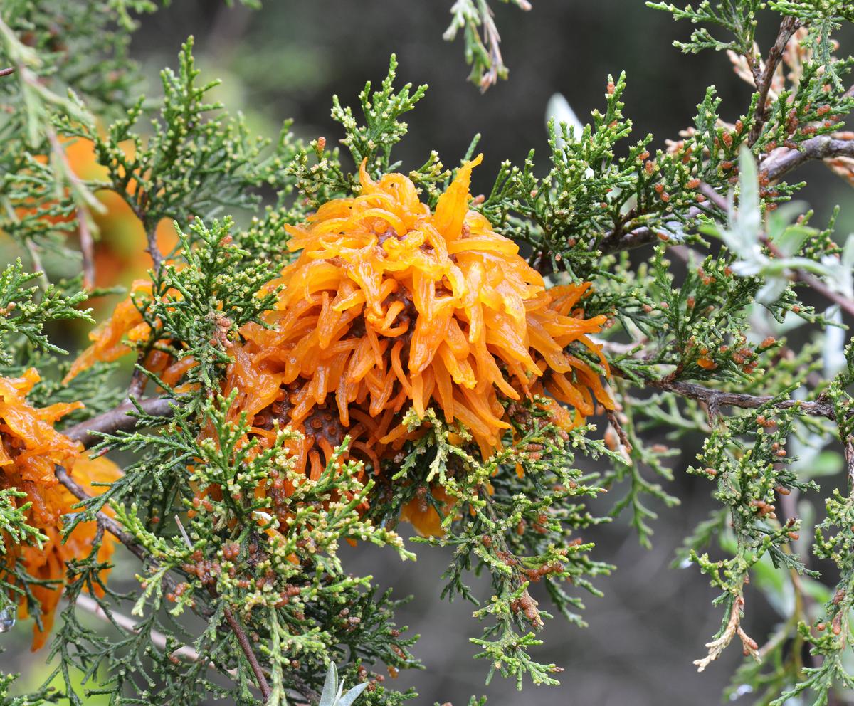 Orange Marmalade Octopi Invade Junipers
